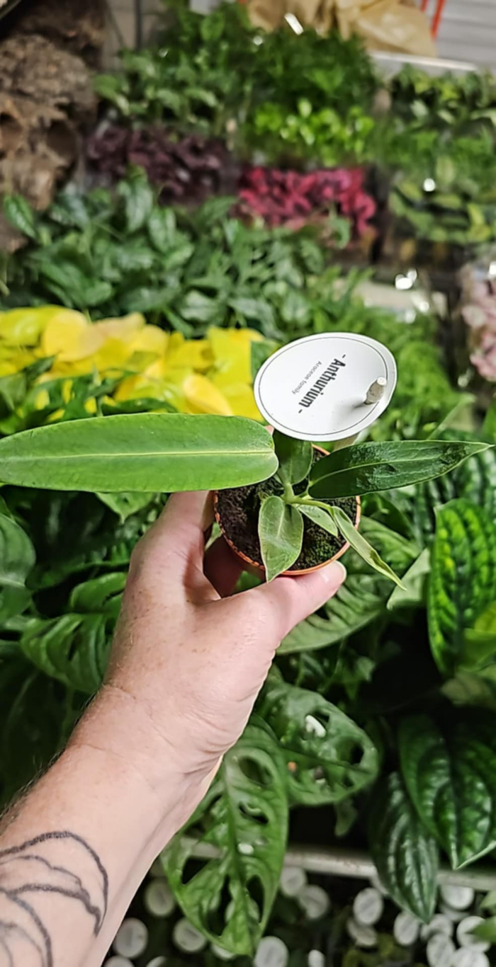 BABY Anthurium warocqueanum – Image 2