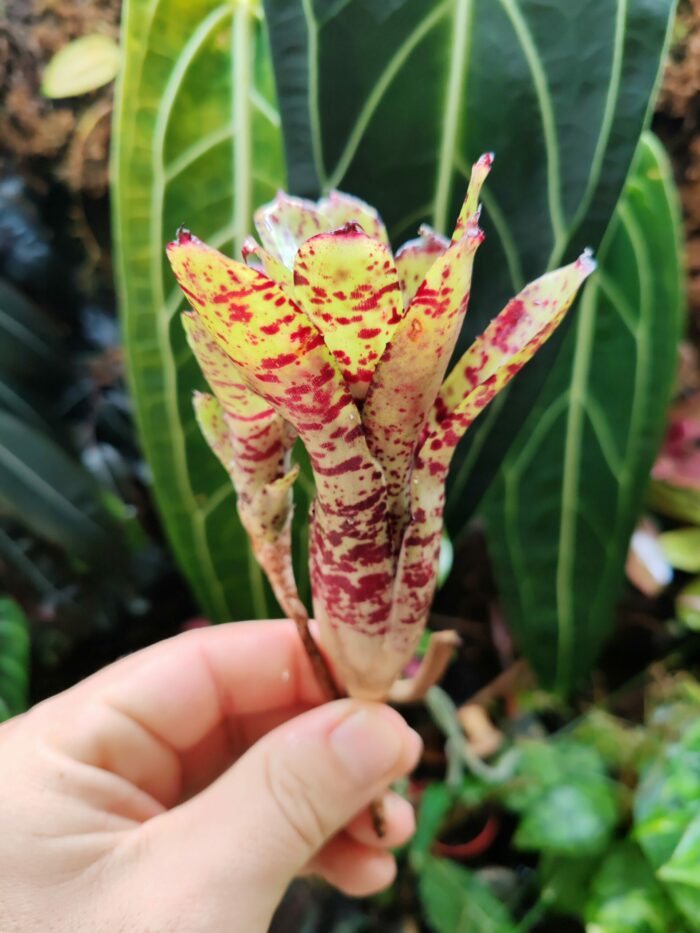 Neoregelia Brandy