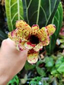 Neoregelia Brandy