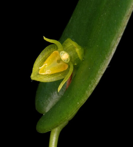 Orchidée miniature - Pleurothallis buthros
