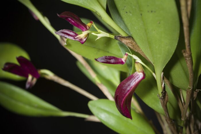 Orchidée miniature - Zootrophion Atropurpureum