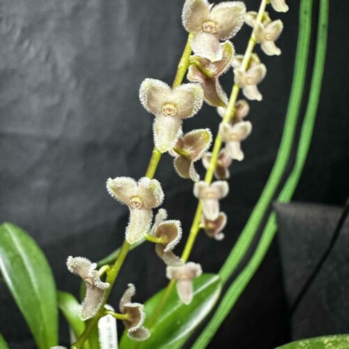 Orchidée miniature - Stelis Argentata