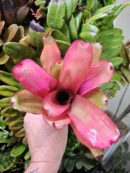 Neoregelia Fonza