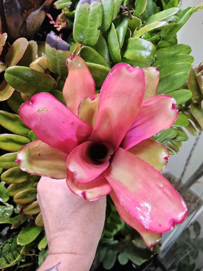 Neoregelia Fonza – Image 3