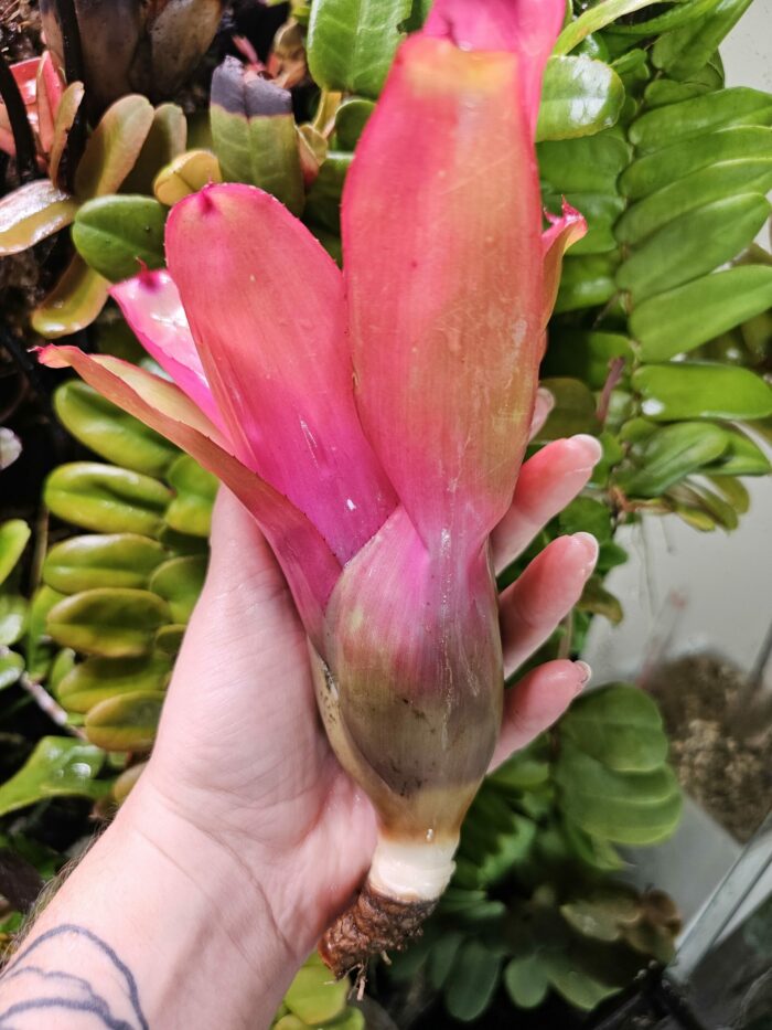 Neoregelia Fonza – Image 2