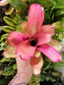 Neoregelia Fonza