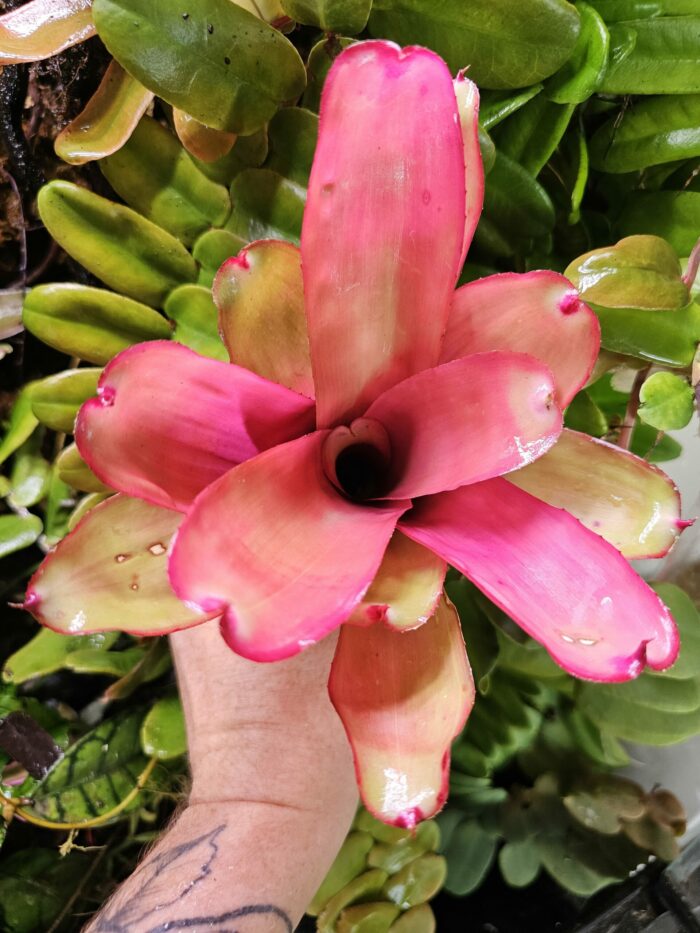 Neoregelia Fonza