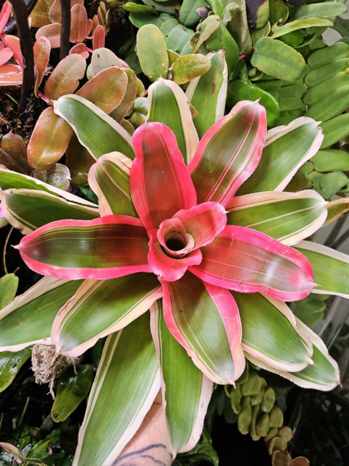 Neoregelia Madame Van burme