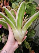Neoregelia Madame Van burme