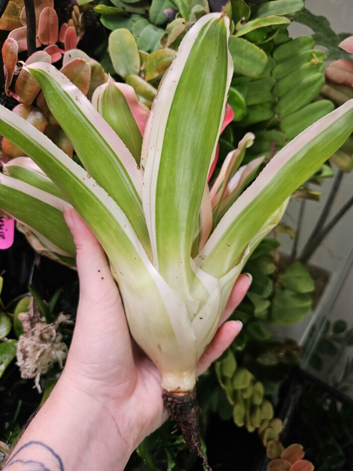 Neoregelia Madame Van burme – Image 2