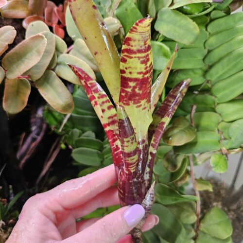 Neoregelia Black screaming