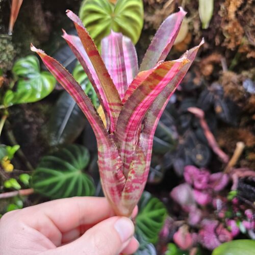 Neoregelia Hot Ember
