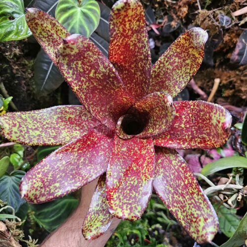 Neoregelia Phits