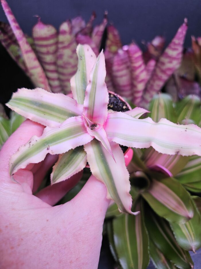 Cryptantus "bicolor"