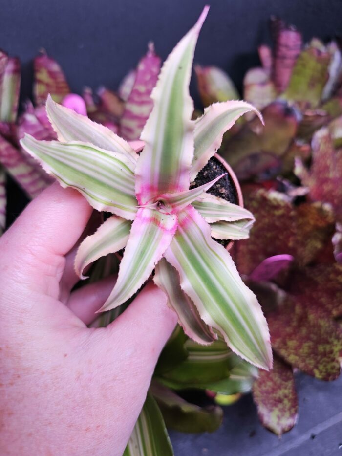 Cryptantus "bicolor" – Image 3