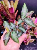 Pellionia repens