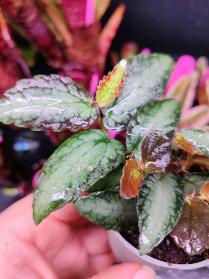 Pellionia repens – Image 2
