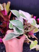 Pothos N Joy