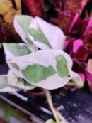 Pothos N Joy
