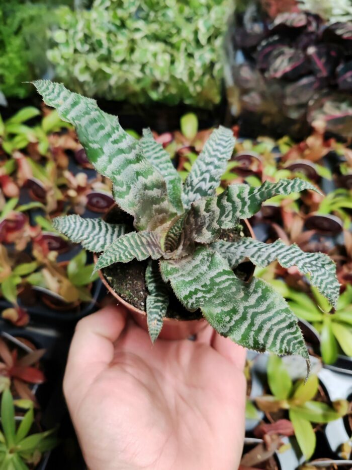 Cryptantus "zonatus"