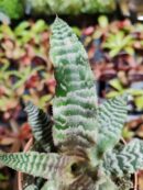 Cryptantus "zonatus"