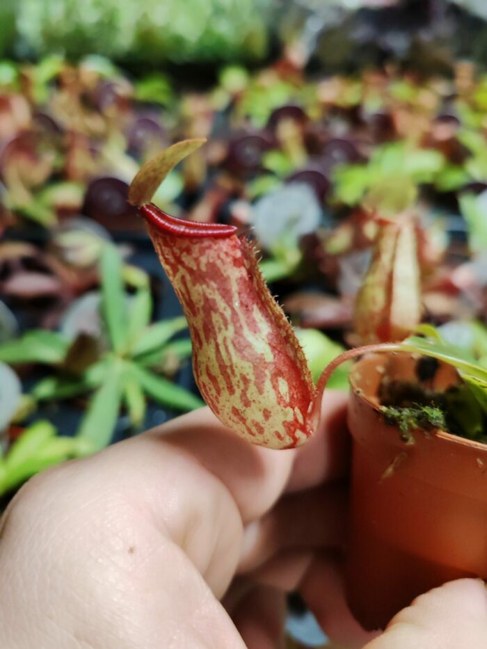 Nepenthes "mini" - sp1