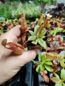 Nepenthes "mini" - sp1