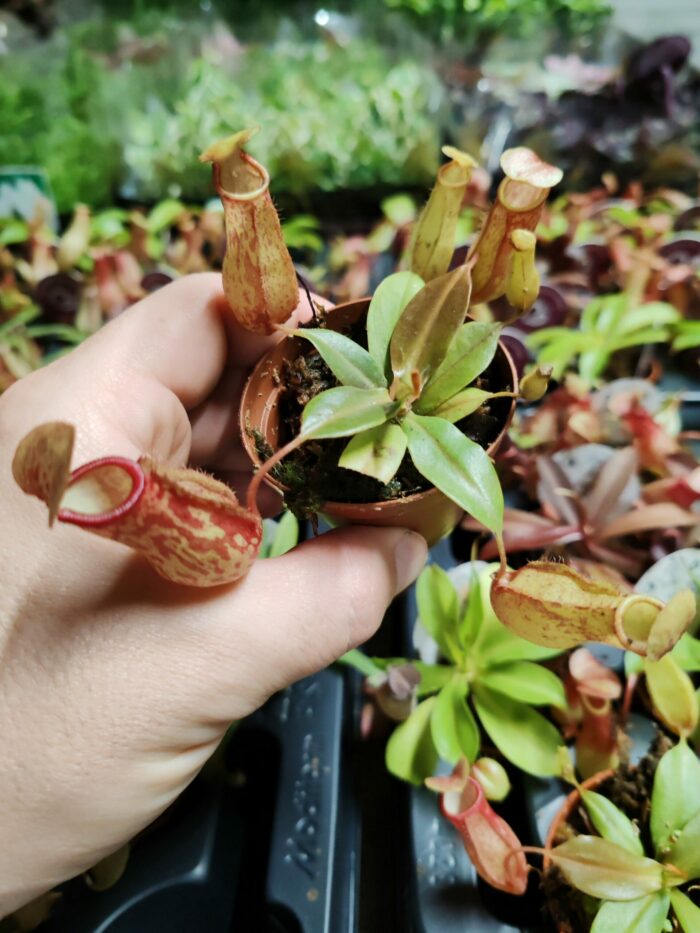 Nepenthes "mini" - sp1 – Image 2