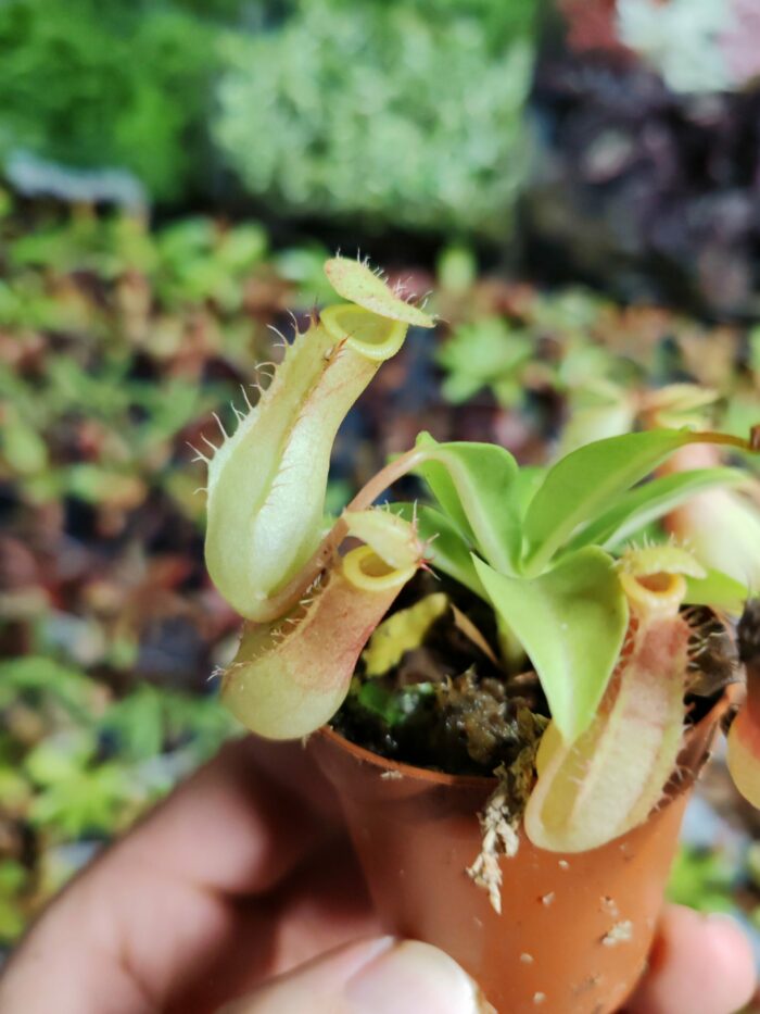 Nepenthes "mini" - sp3