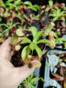 Nepenthes "mini" - sp3