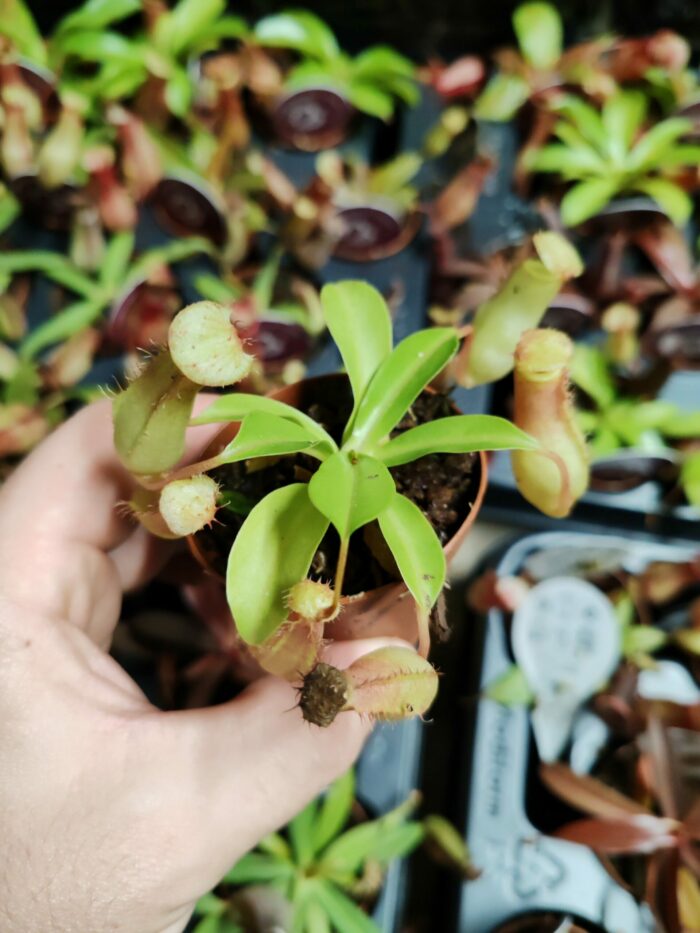 Nepenthes "mini" - sp3 – Image 2