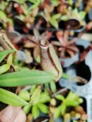 Nepenthes "mini" - sp4