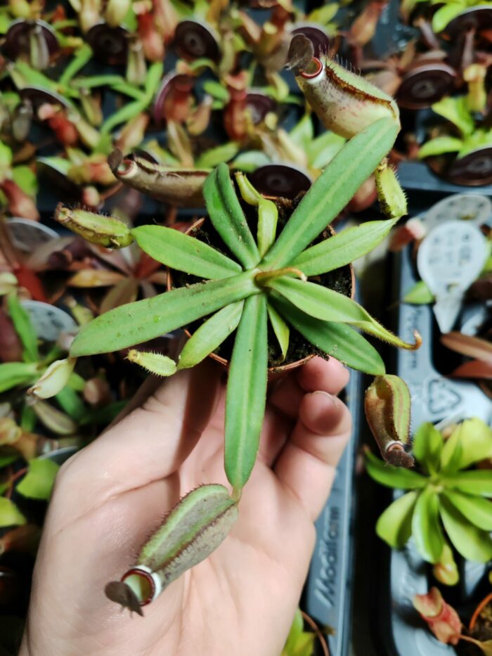 Nepenthes "mini" - sp4 – Image 2