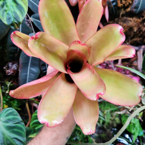 Neoregelia Jazz Hybrid
