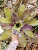 Neoregelia Cosmos
