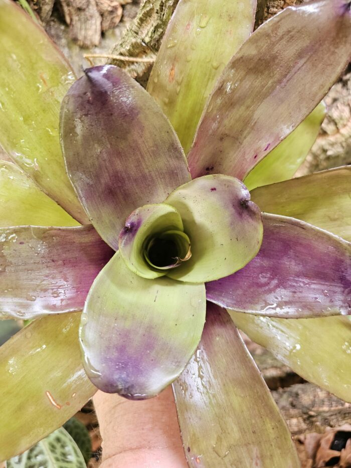 Neoregelia Cosmos – Image 2