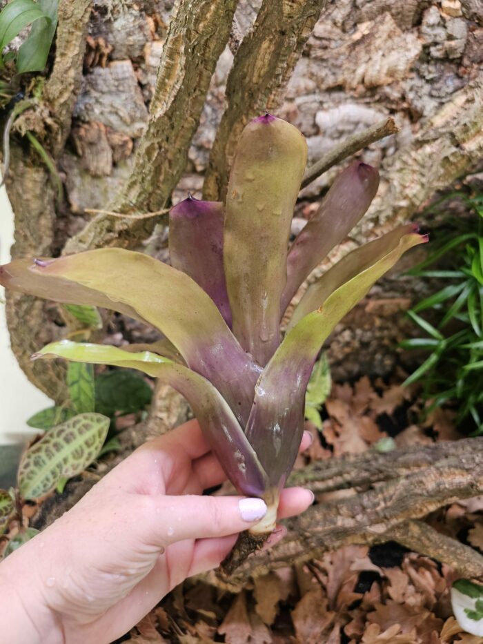 Neoregelia Cosmos – Image 3