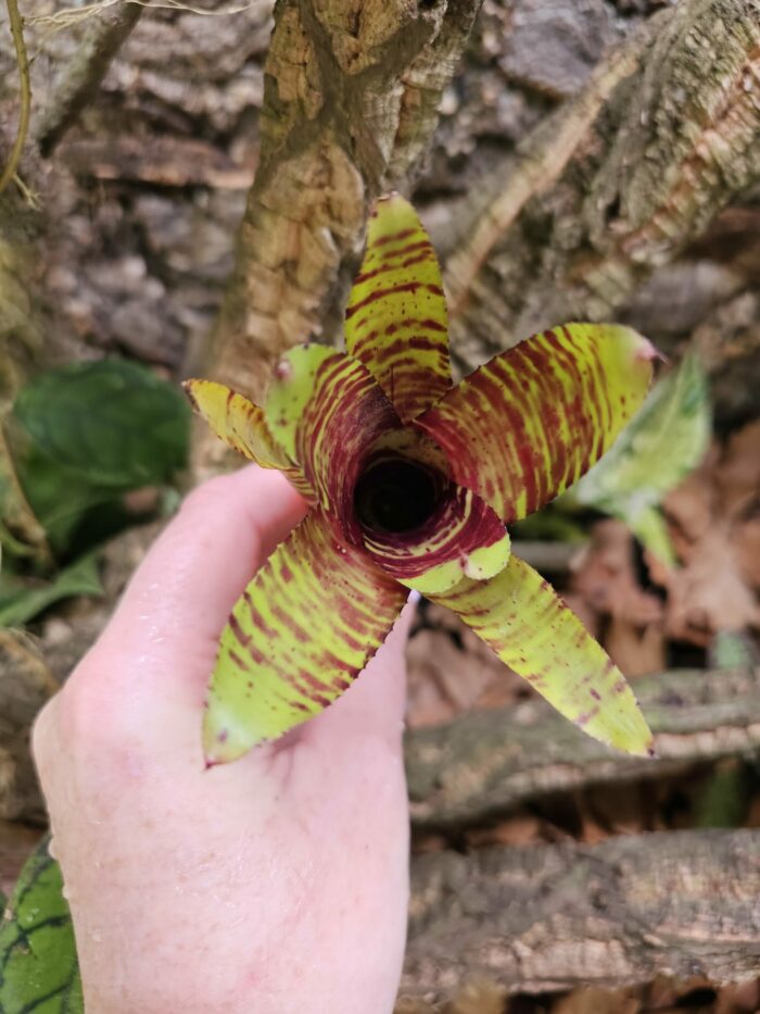 Neoregelia Altune