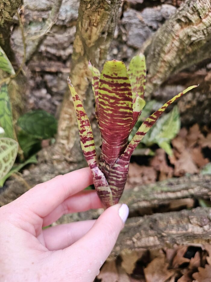 Neoregelia Altune – Image 2