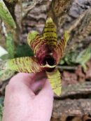 Neoregelia Altune