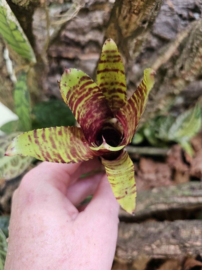 Neoregelia Altune – Image 3