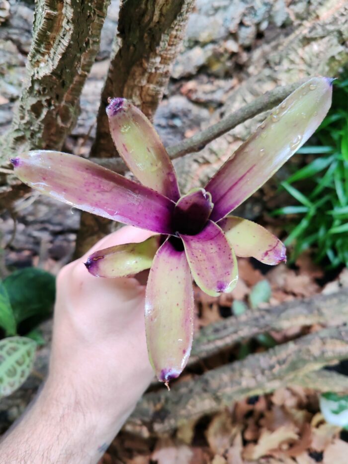 Neoregelia Standing