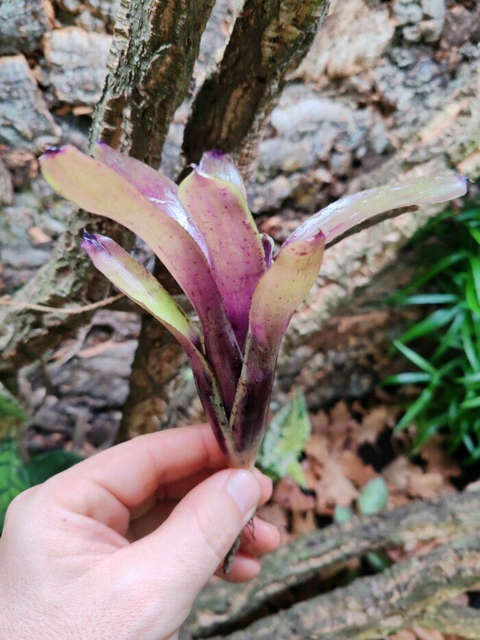 Neoregelia Standing – Image 2
