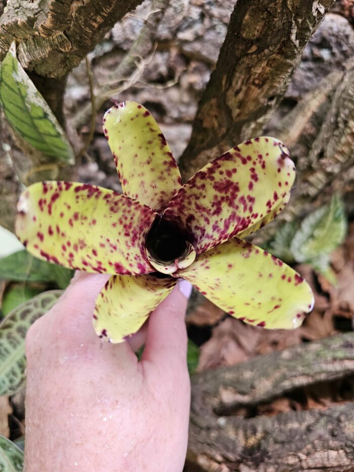 Neoregelia Smithii x Lilliputiana