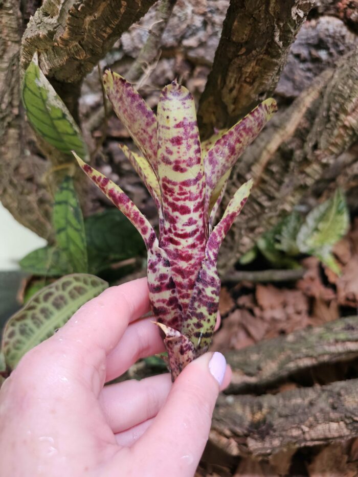 Neoregelia Smithii x Lilliputiana – Image 2