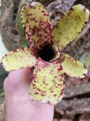 Neoregelia Smithii x Lilliputiana
