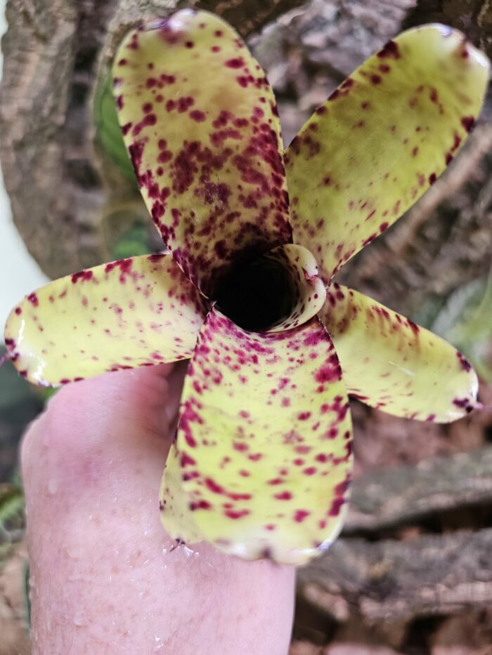 Neoregelia Smithii x Lilliputiana – Image 3