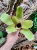 Neoregelia Greenscoop