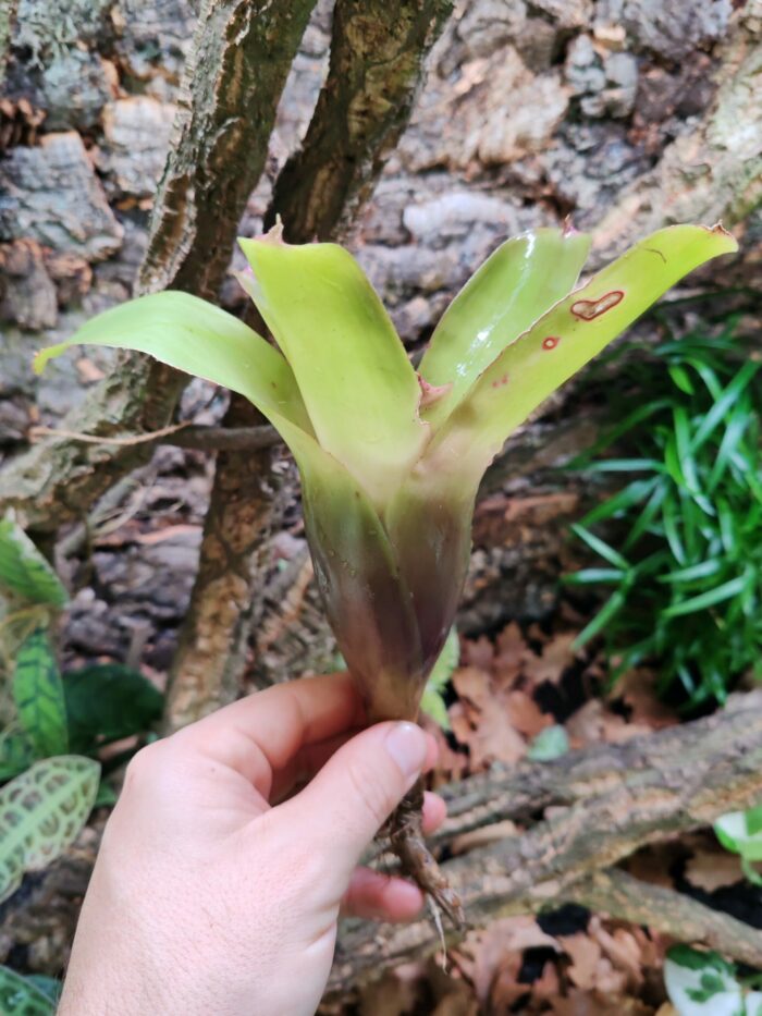 Neoregelia Greenscoop – Image 2