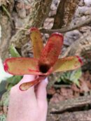 Neoregelia Glossy